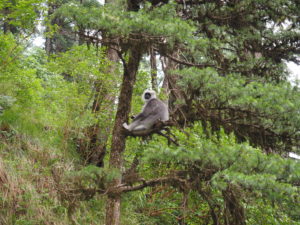 Monkey in the nature reserve behind Wildflower Hall